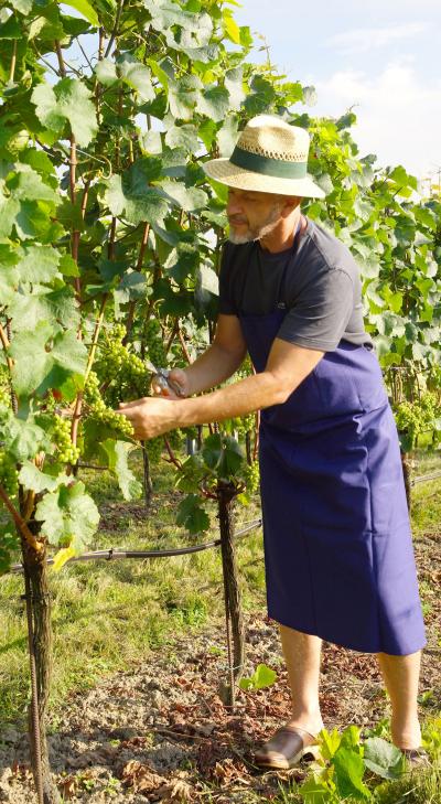 Arbeiter im Weinberg (c) by_anton_eilmannsberger_pfarrbriefservice Arbeiter im Weinberg