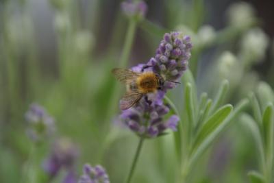 Biene_Lavendel (c) Marcel Brenneke Biene_Lavendel