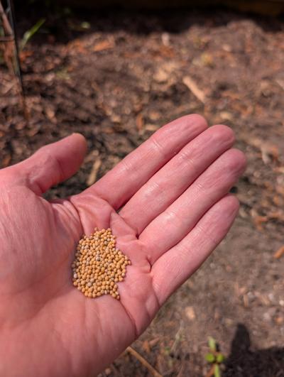 Hand voll Samen (c) by_Christian-Schmitt_pfarrbriefservice.de Hand voll Samen