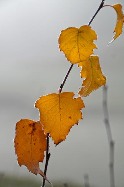 Herbstlaub (c) by_martin_manigatterer_pfarrbriefservice.de Herbstlaub