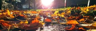 Herbstlaub