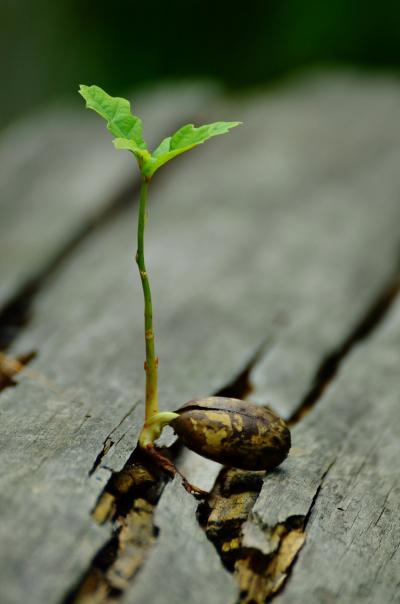 Keimende Eiche (c) pixabay.com_in pfarrbriefservice.de Keimende Eiche