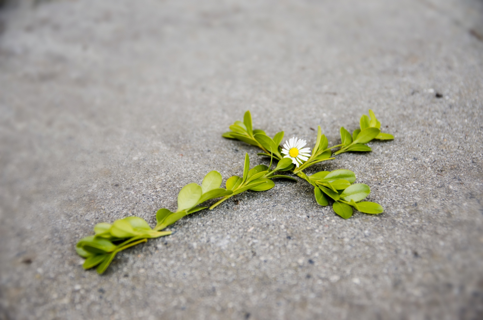 Kreuz aus Buchs (c) N. Schwarz GemeindebriefDruckerei.de