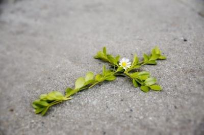 Kreuz aus Buchs