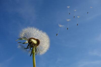 Pusteblume (c) pfarrbriefservice.de Pusteblume