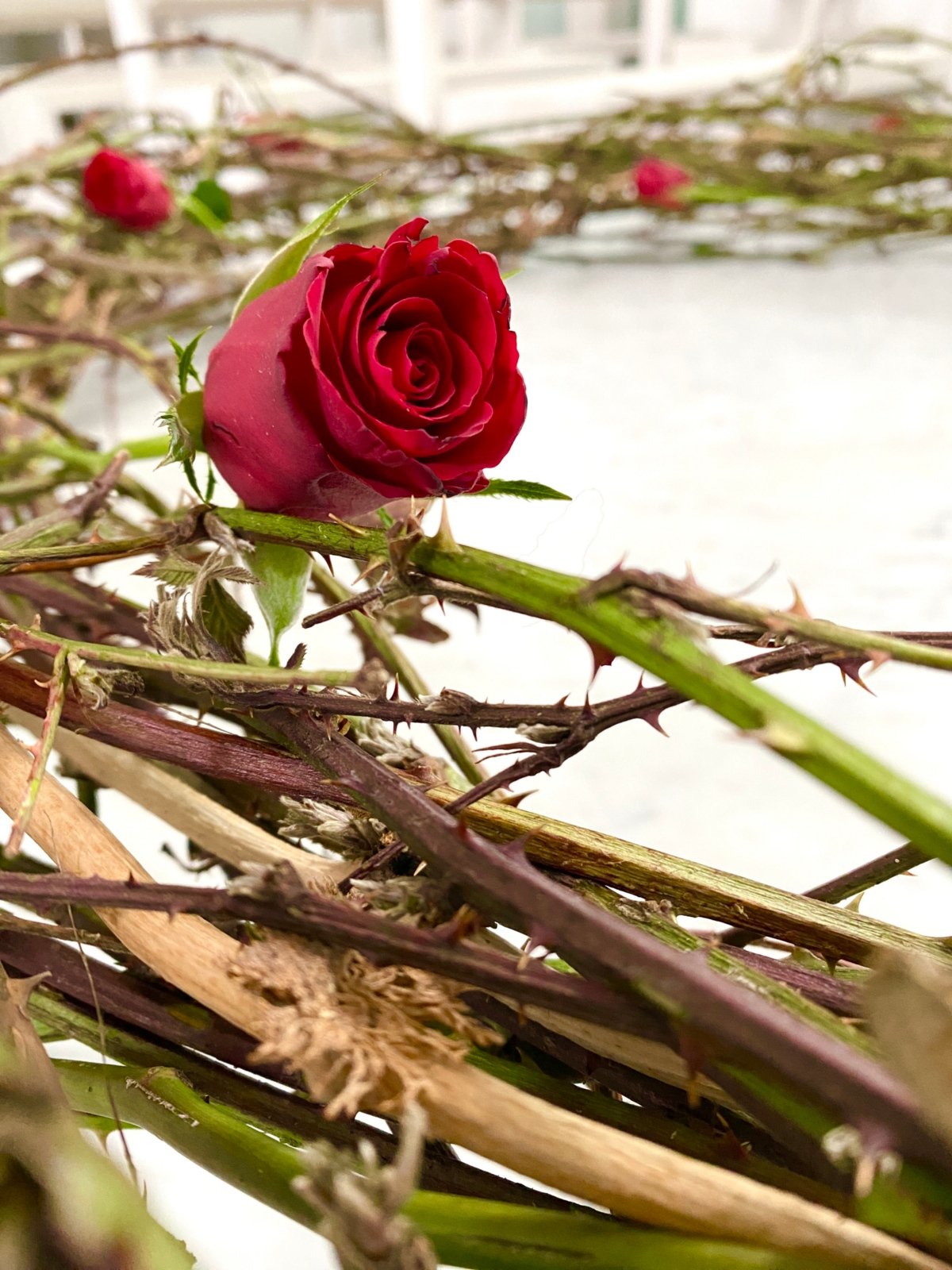 Rose und Dornen (c) by_Sylvio_Krueger_pfarrbriefservice.de