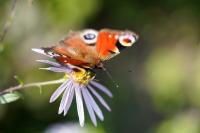 Schmetterling_Blume (c) Marcel Brenneke Schmetterling_Blume