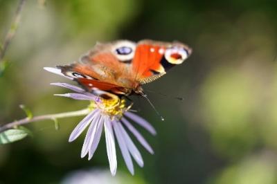Schmetterling_Blume (c) Marcel Brenneke Schmetterling_Blume