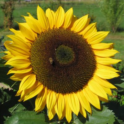 Sonnenblume (c) by_Christiane_Raabe_pfarrbriefservice.de Sonnenblume