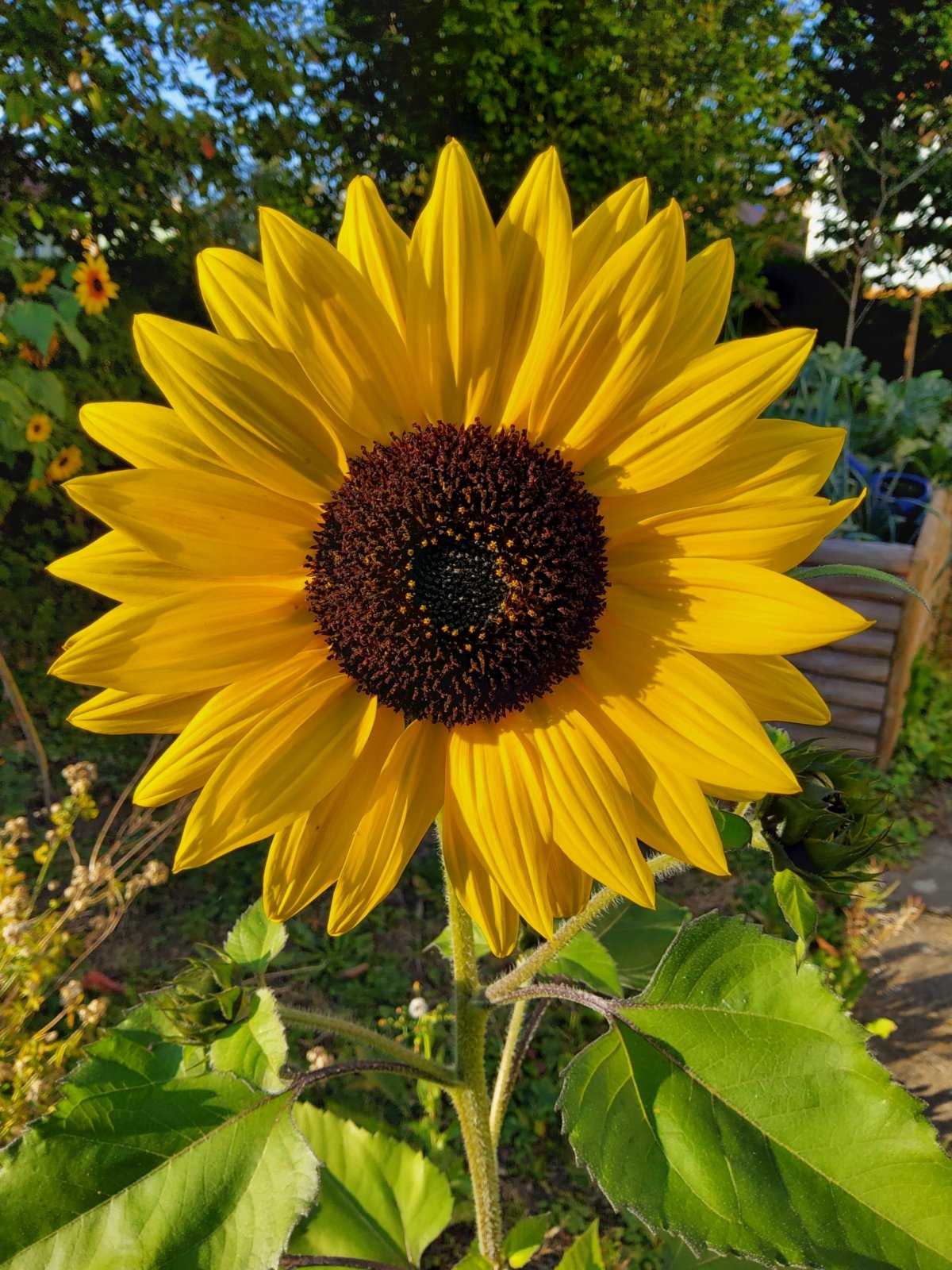Sonnenblume (c) by_Kerstin_Wallmeyer_pfarrbriefservice.de