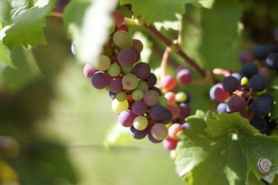 Weinreben (c) pfarrbriefservice.de Weinreben