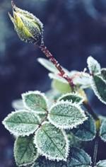 frost-winter-rose-knospe