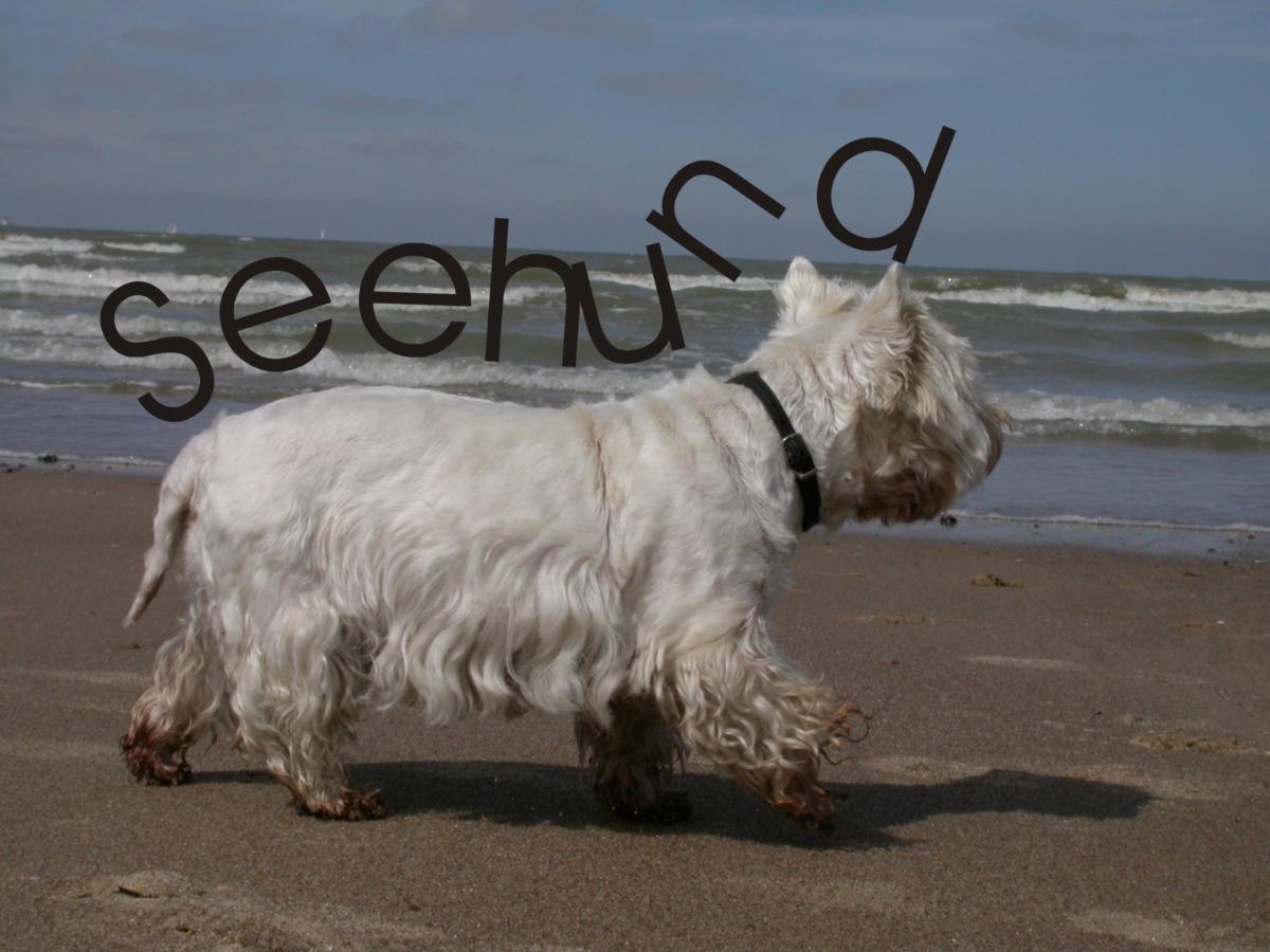 seehund